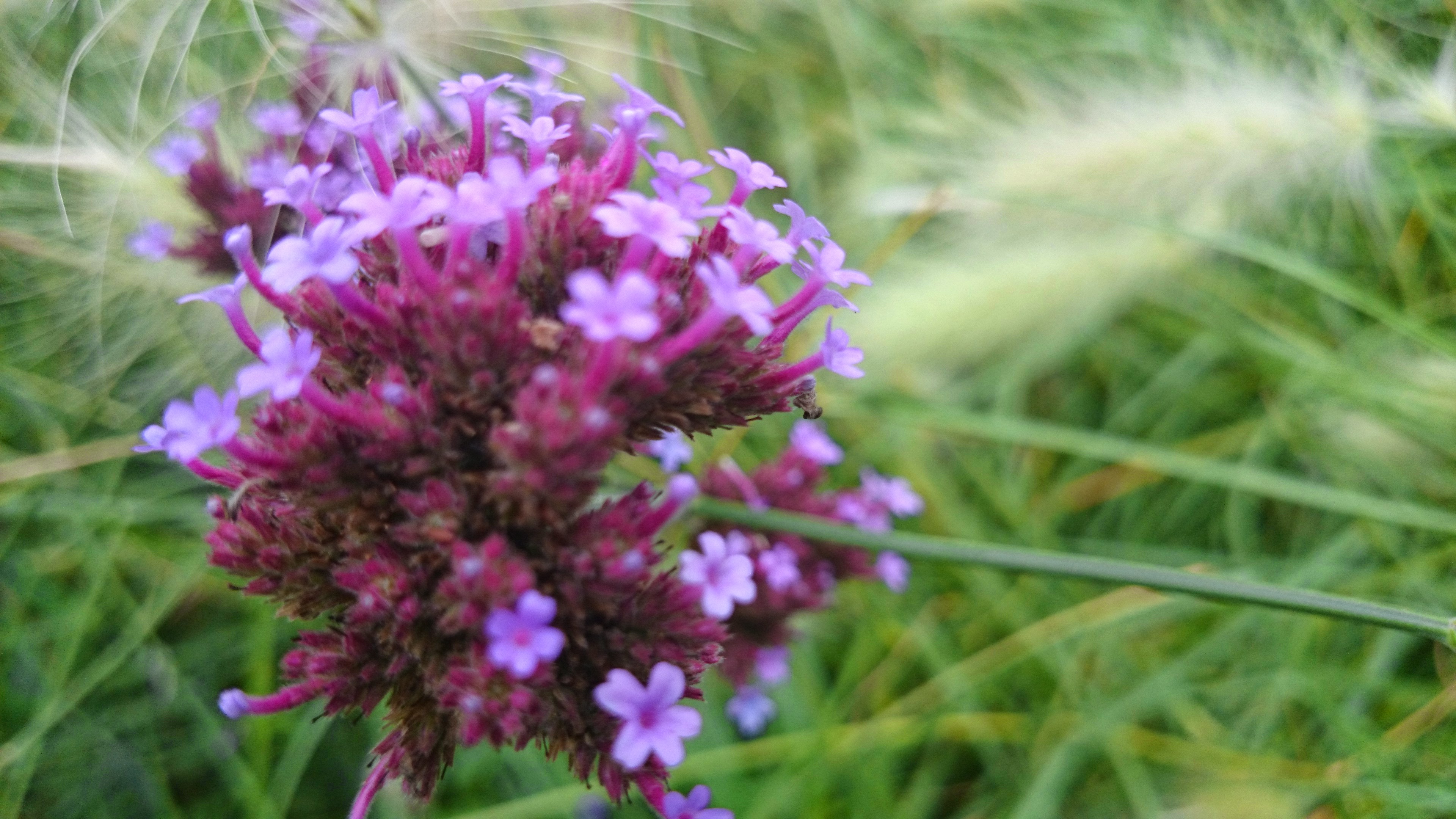 stockvault-close-up-purple-flowers233162
